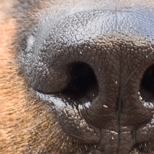 100% crop of unprocessed source image example
